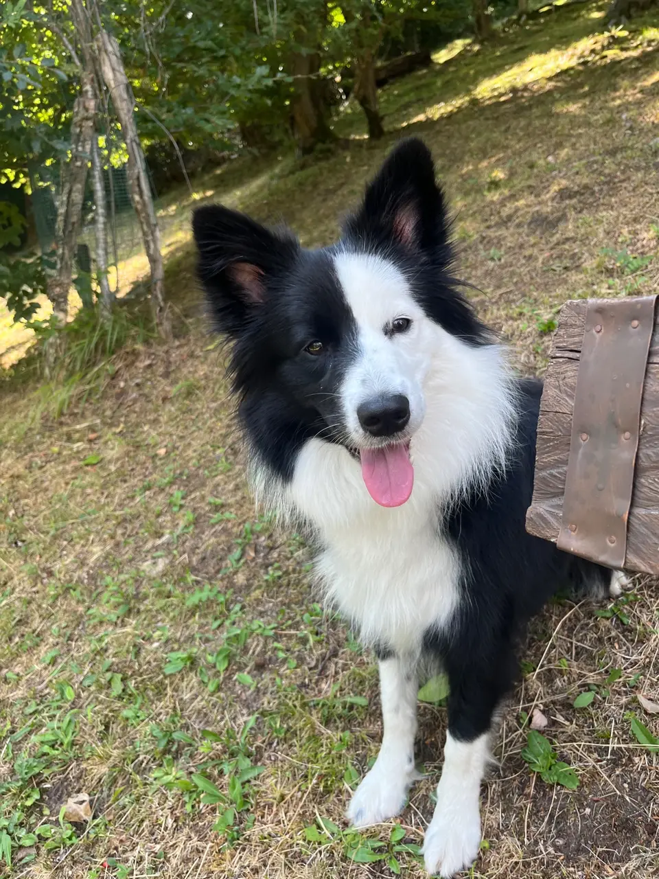 Gea, un border collie bianco e nero, siede all’ombra accanto a una panca nel bosco.