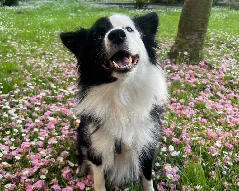 Gea, Border Collie.