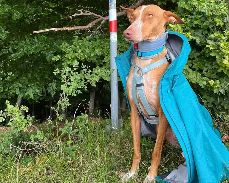 Luffy, Podenco.