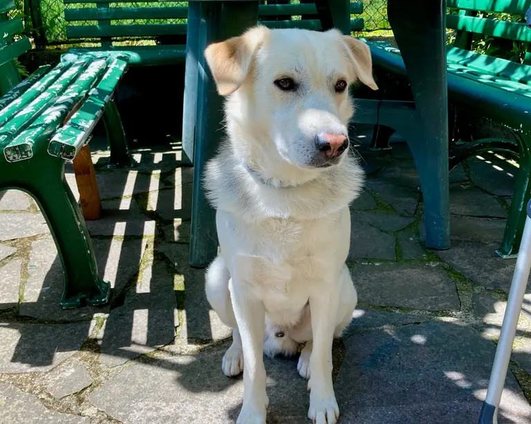 Zeus, Meticcio.